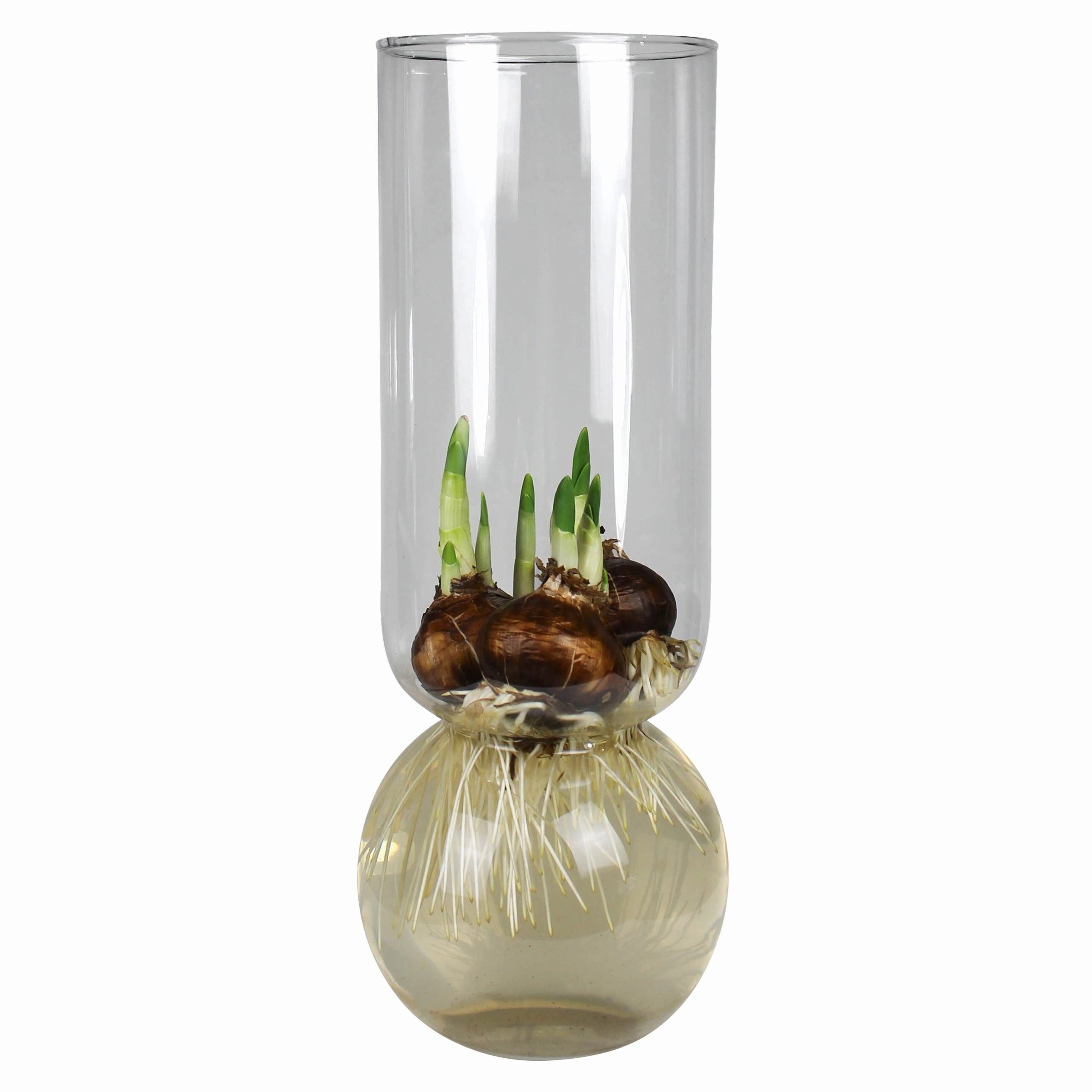 Bulb Vase Extra Tall Clear