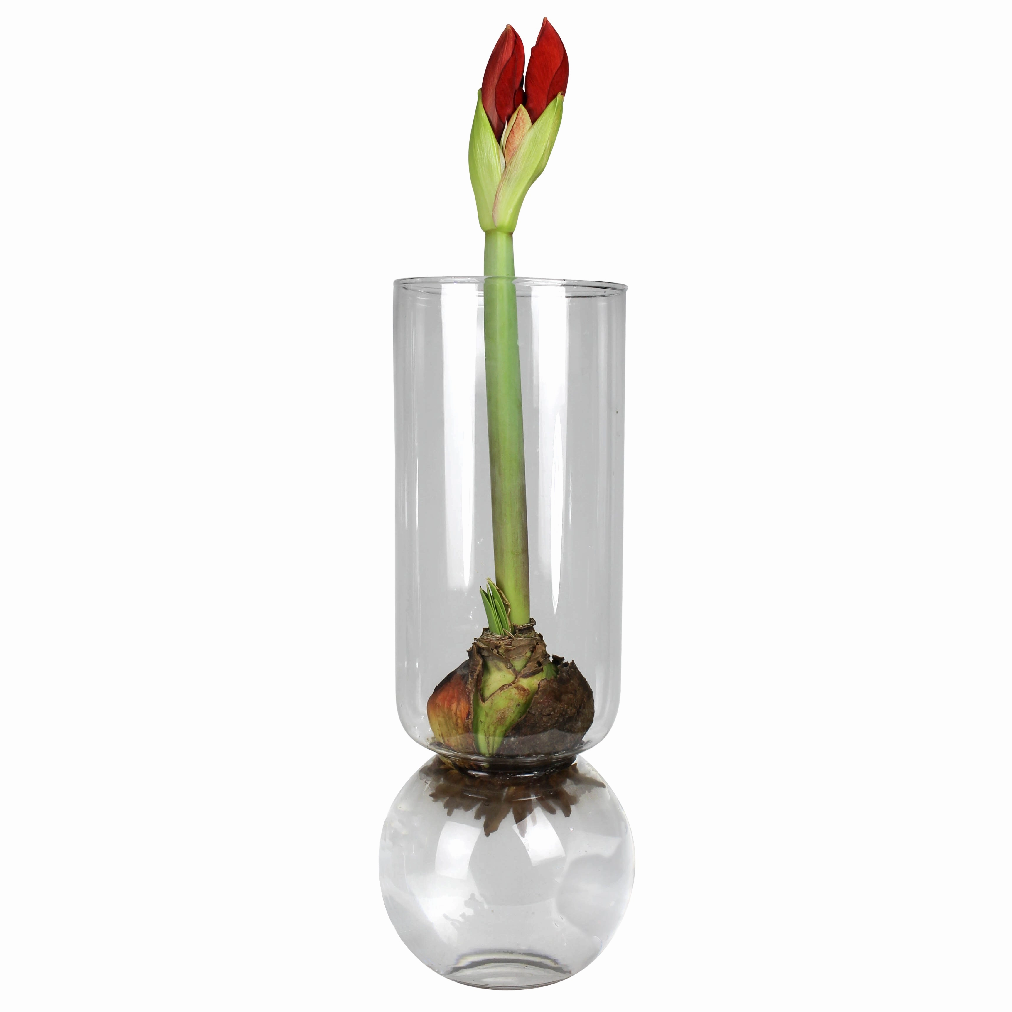Bulb Vase Extra Tall Clear