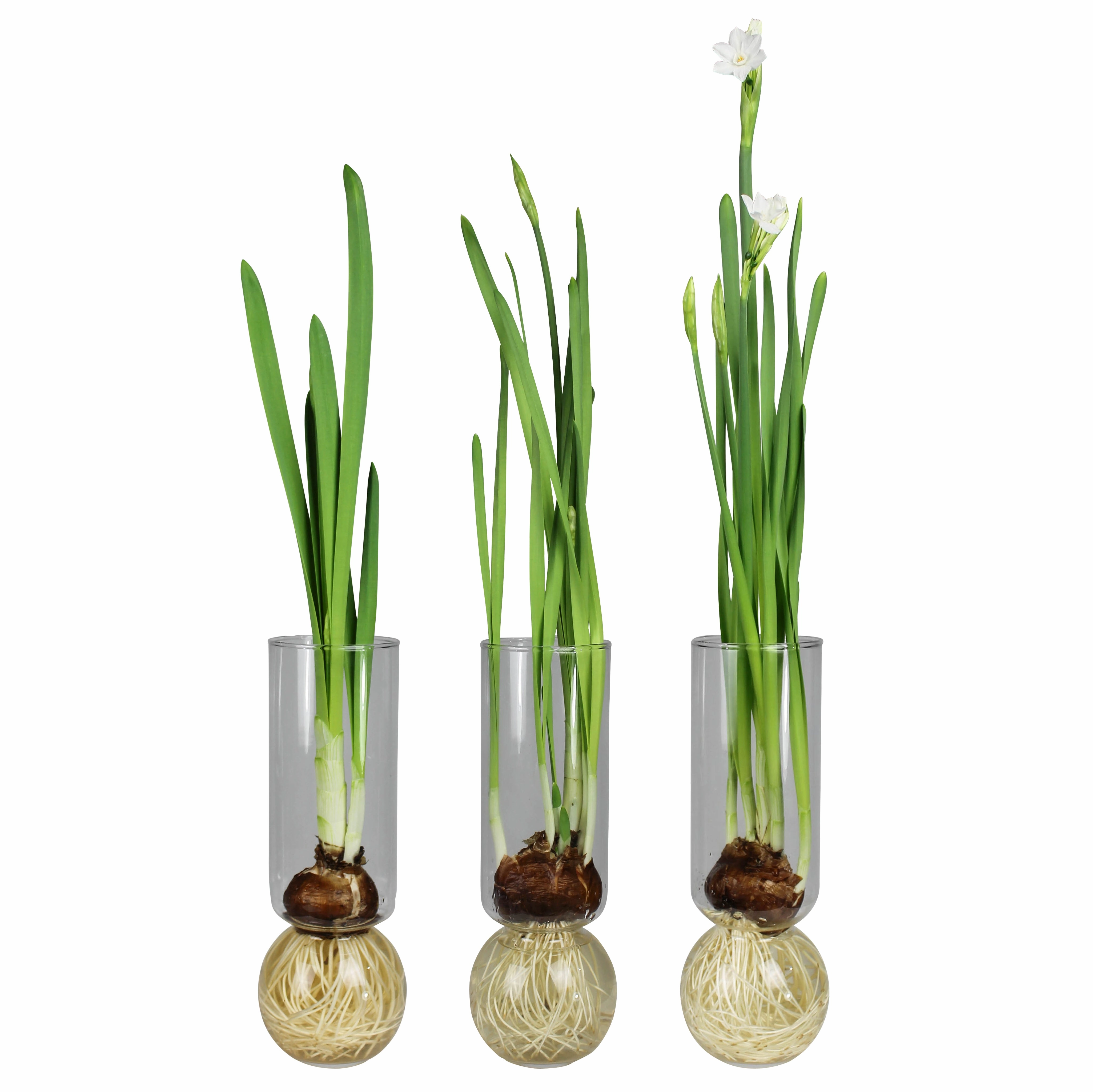 Bulb Vase Tall Clear