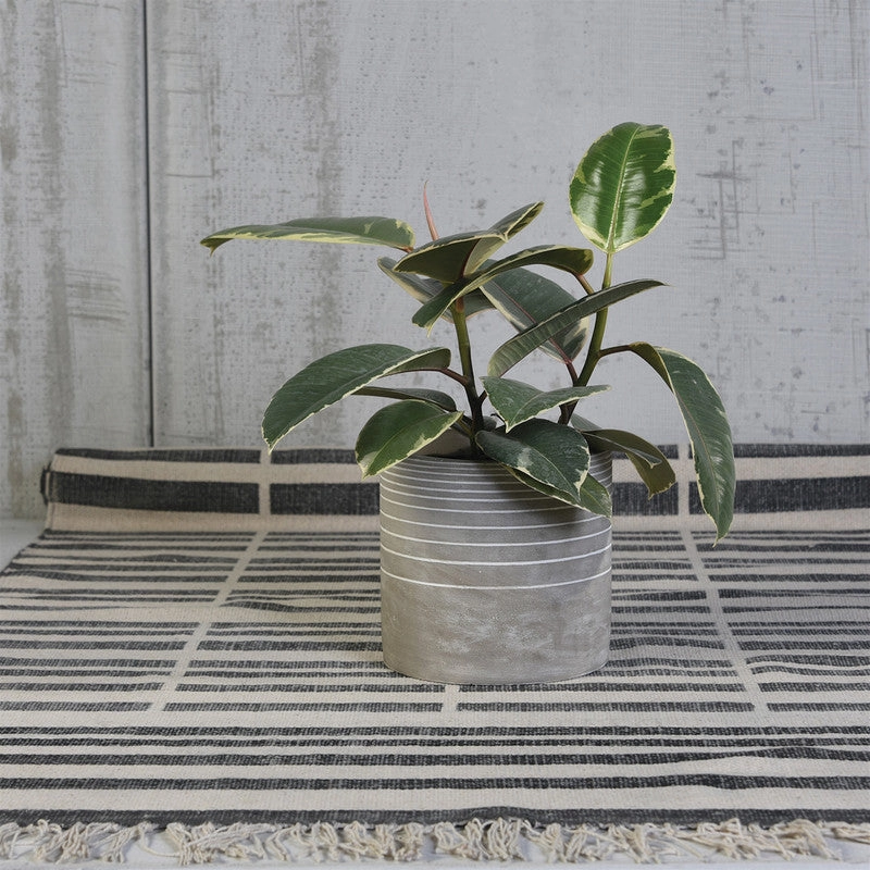 Paso Linear Cachepot, Cement - Lrg
